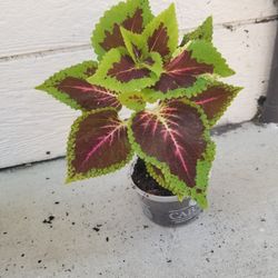 Potted Coleus Plant