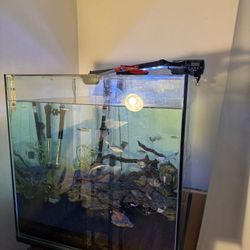 Fish Tank 