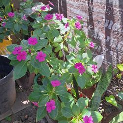 Planta Natural 