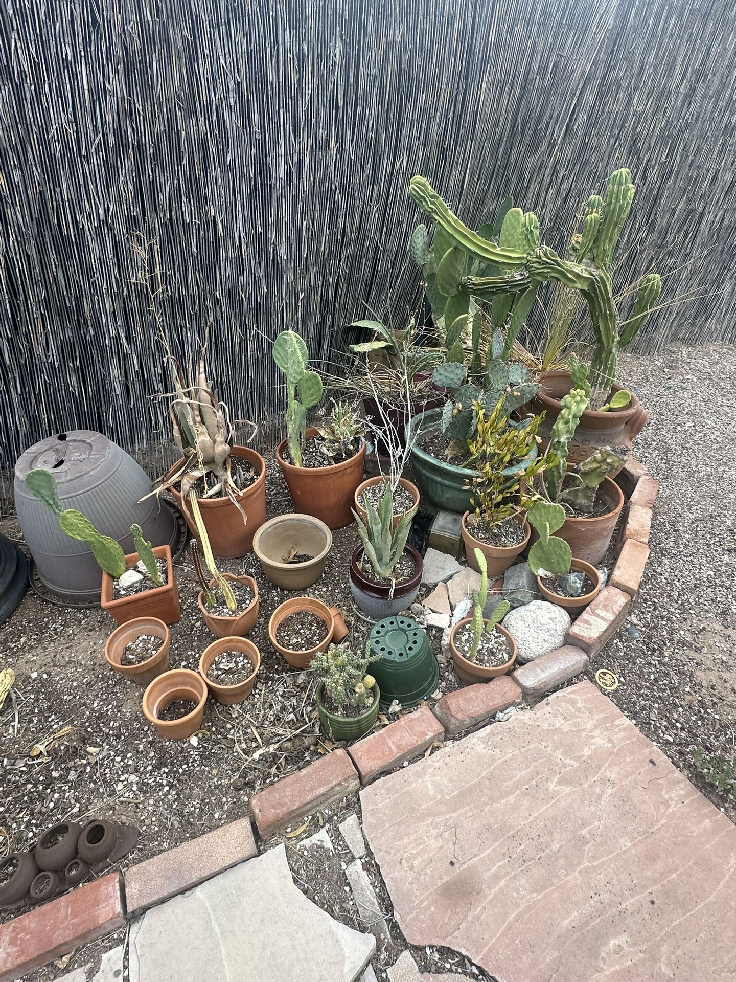 plants and pots