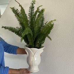 Boston Ferns Plants With A Decorative Ceramic Vase 