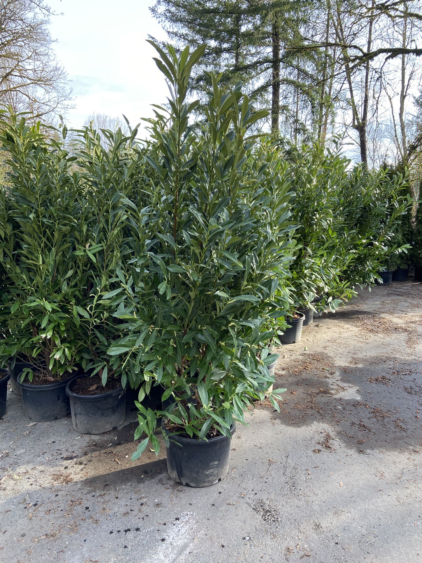 Skip Laurel Bush 6-7 Feet Tall 15 Gallon Containers
