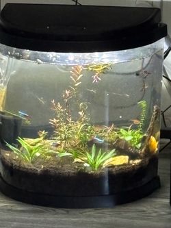 Aquarium fish tank snails