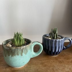 Succulents Cafetera Tacita. Plants Succulents