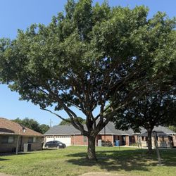 GOOD PRICES ON TREE 🌲