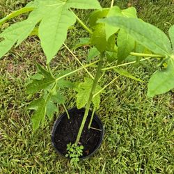 Papaya Tree 