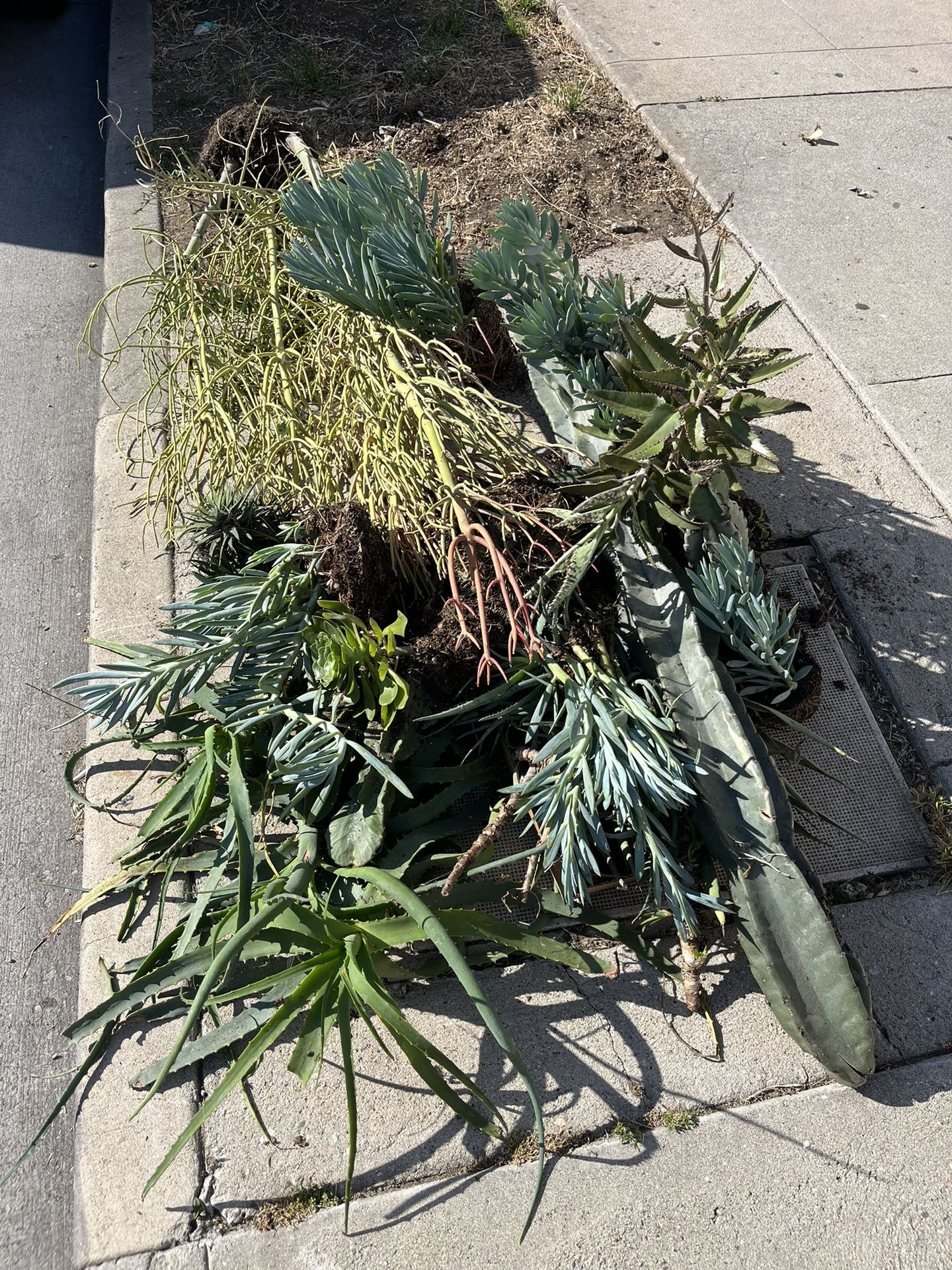 Free Plants for Sale in Los Angeles, CA OfferUp
