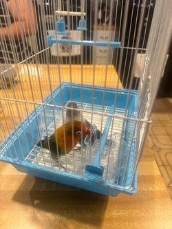 Love Bird blue fisher
