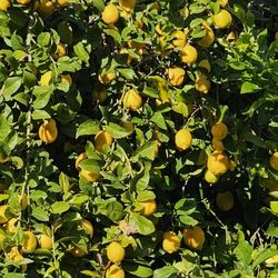 Meyer Lemons