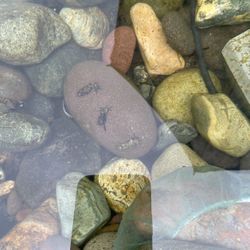 Perry winkles For Your Pond