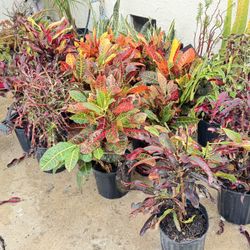Indoor Plants