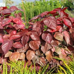 Copper Leaf Plants 7gl $16