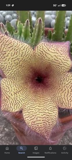 Starfish cutting