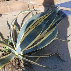 Agave. About 2 Feet Tall.