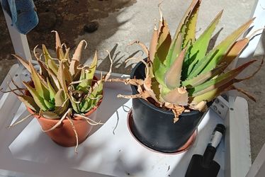 Aloe Vera plants