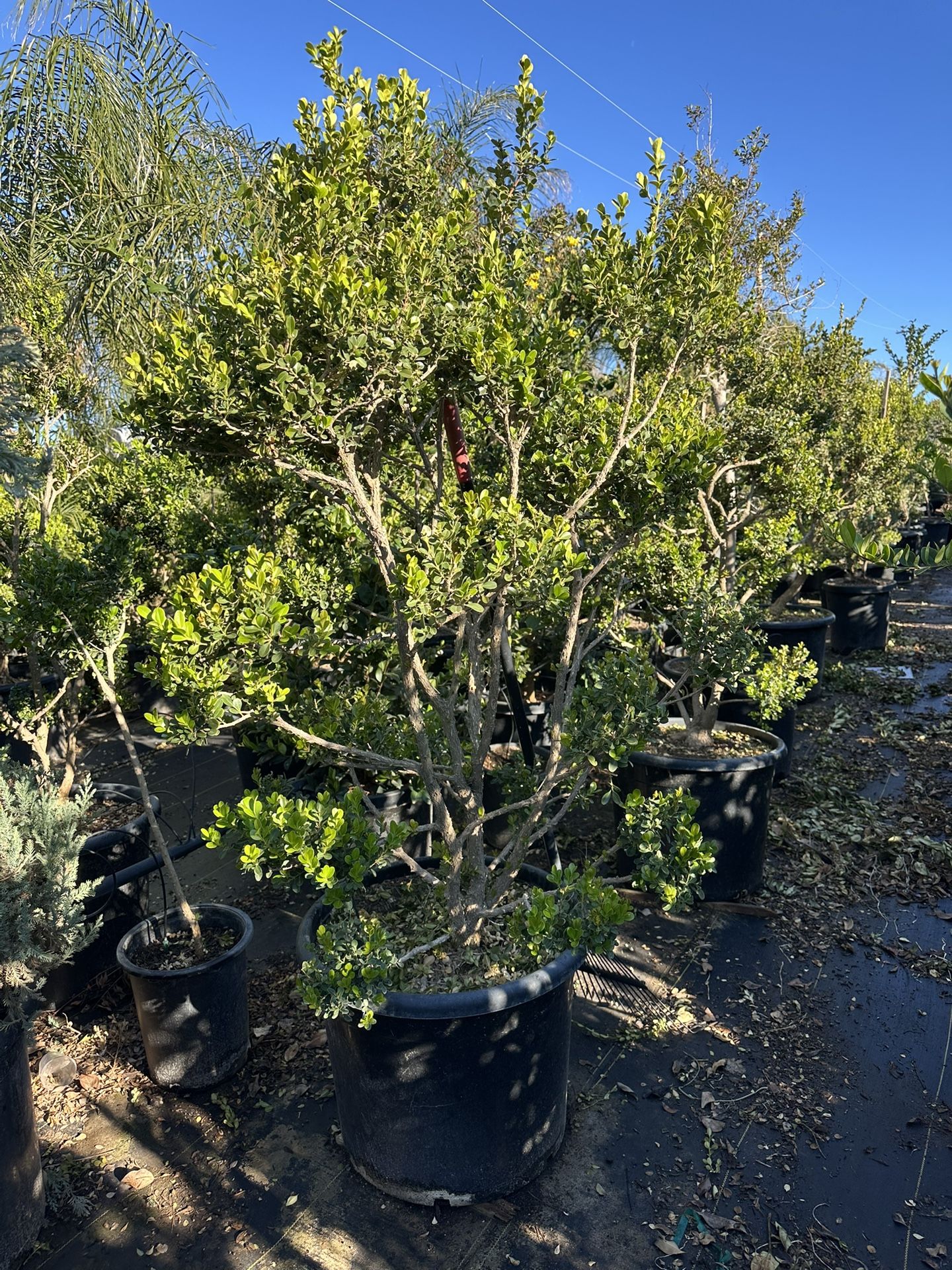 Boxwood Topiary Bonsai