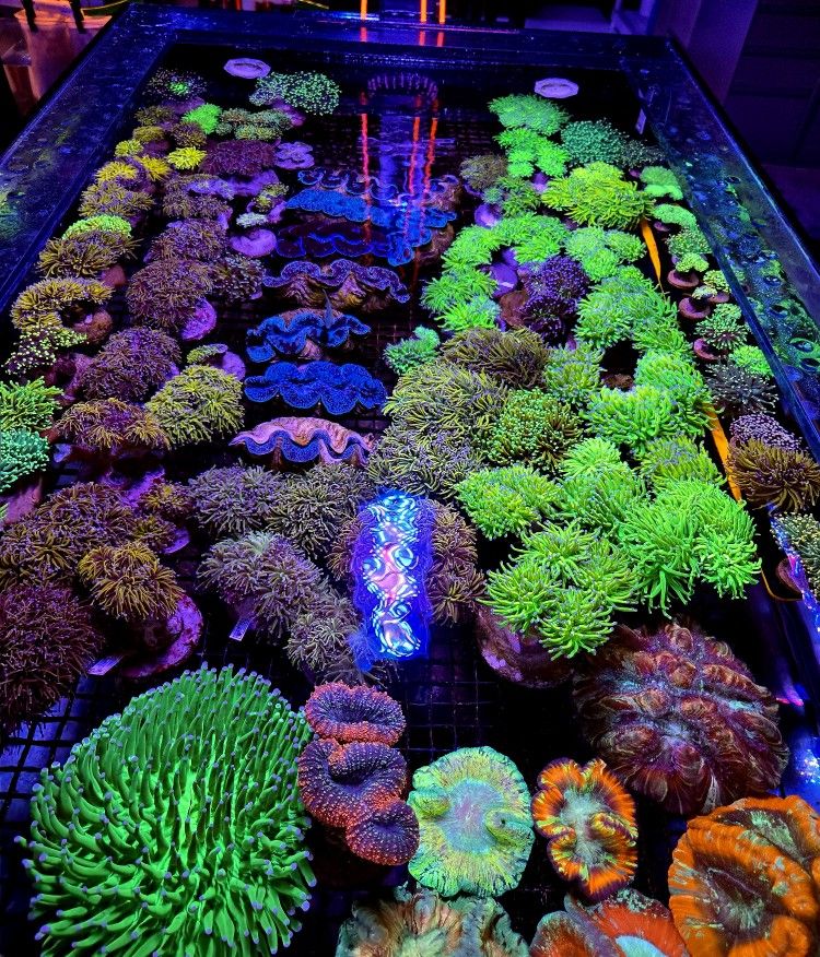 🔥CORALS DECORATIONS FOR MARINE TANK OVER 500 CORALS IN STOCK PICK-UP - DELIVERY - SHIP