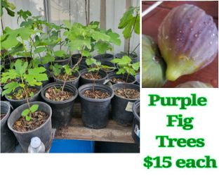 Small fig trees