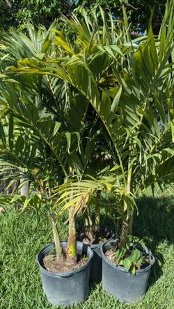 Christmas Palms About 7  Feet Tall Instant Privacy Hedge For Fence