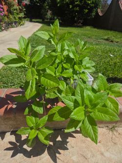 Insulina Plant Medesinal