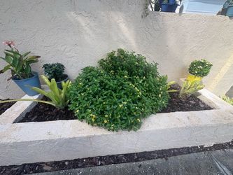 Giant yellow and white Lantana