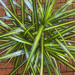best soil for snake spider and aloe vera plant Sansevieria zeylanica 'Snake Plant' – Snakeroot Botanicals