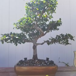 Chinese Elm Tree Pre Bonsai