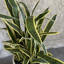 Snake Plant - Faux - Professionally Potted - Hi End