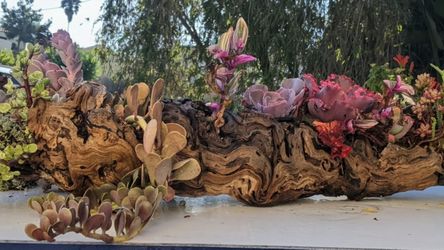 Multicolored tropical plants