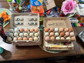 Fresh Chicken Eggs