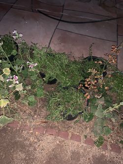 Moss Rose Hollyhocks Flower Shop Floral Alcatraz Plants