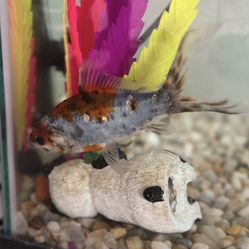 Free Goldfish