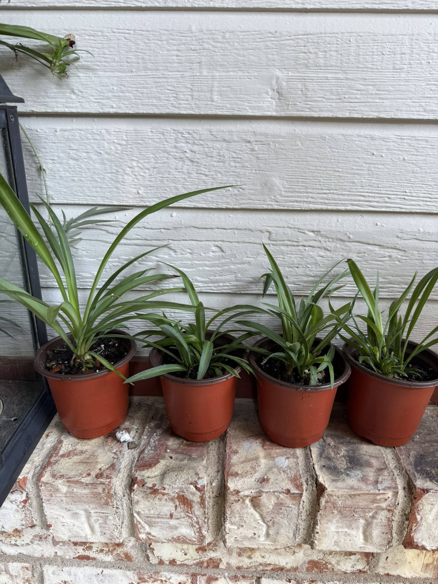 Spider Plant Starters