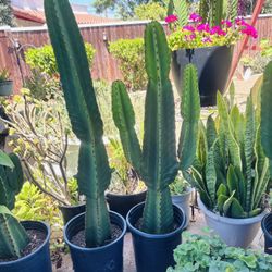 Cactus Weekend Sale/ Cactus Plants