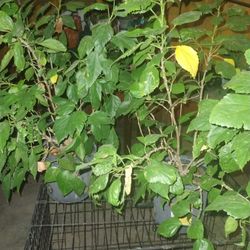 Tulipanes Color Durazno