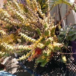 Summer Succulant Plant In A Pot $15