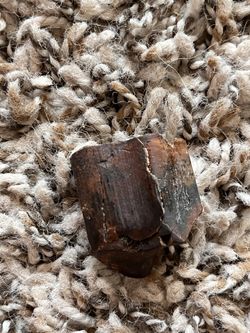 Fossil Giant sloth Tooth 