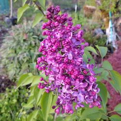 Buy Lilac Shrubs For Sale