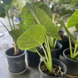 ELEPHANT EAR PLANTS