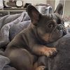 Dogssuppliesrus