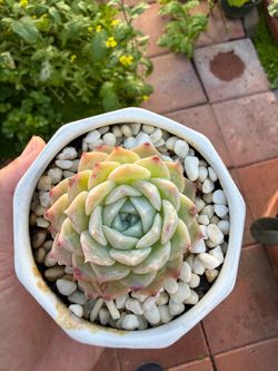 Korean Echeveria succulent plant