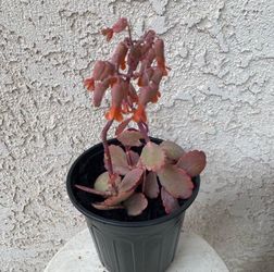 1 Gallon Pot Succulent Plant - Kalanchoe Fedtschenkoi - Lavender Scallops - Rooted & Stablished Plant - Drought Resistant🪴