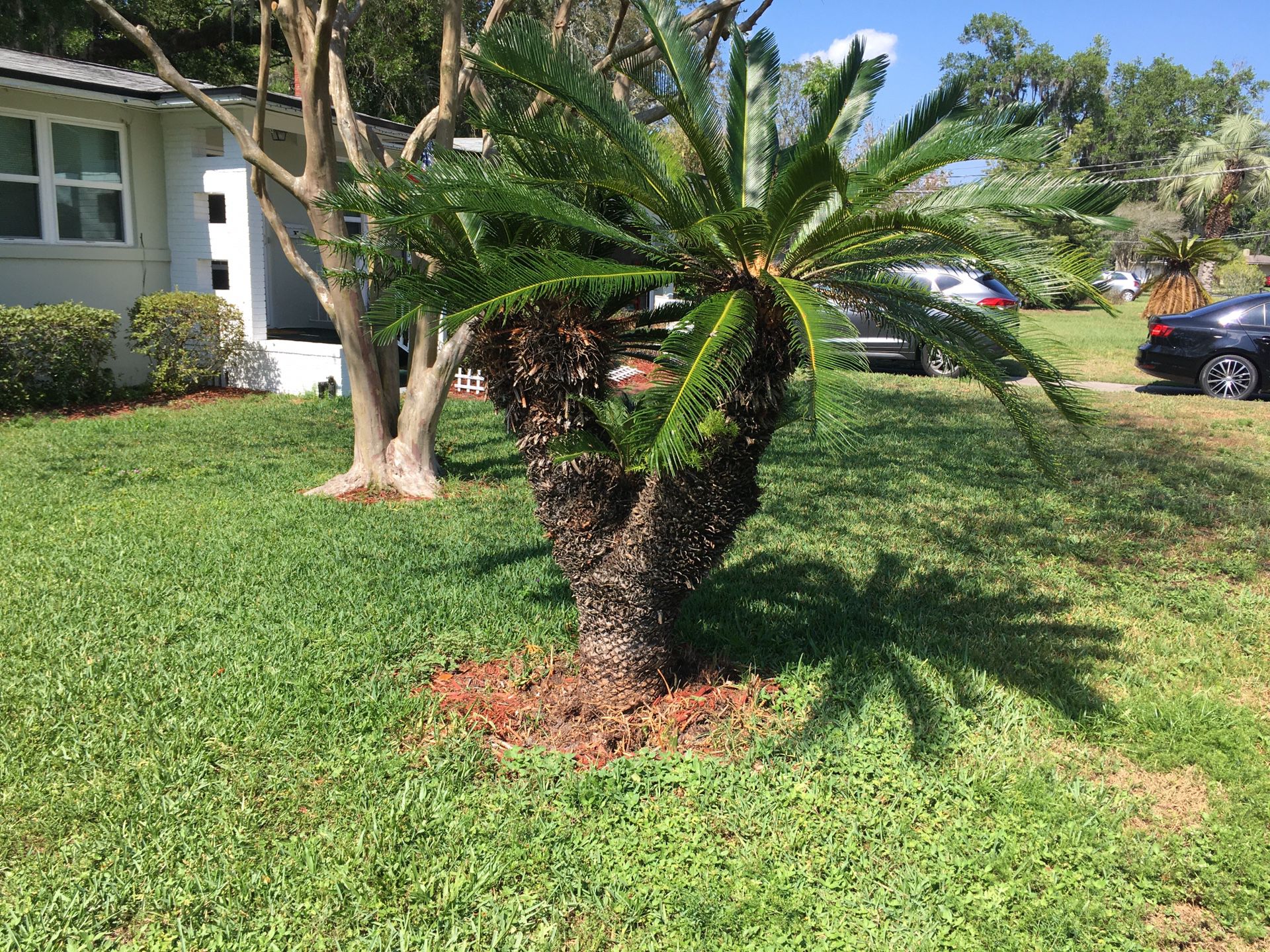 Mature Sago Palm