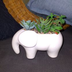 Elephant 🐘 Planter