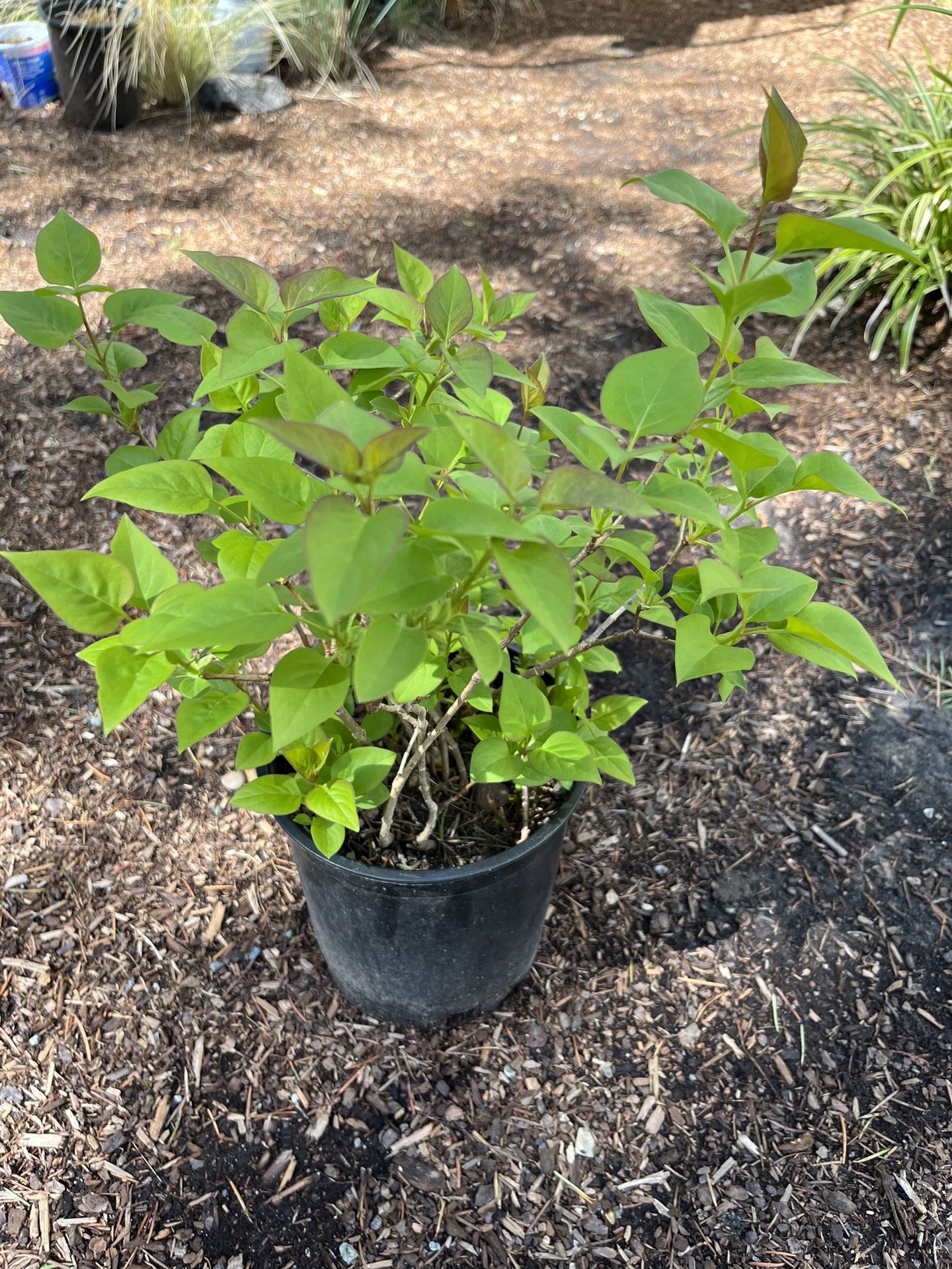 Lilac Plant 