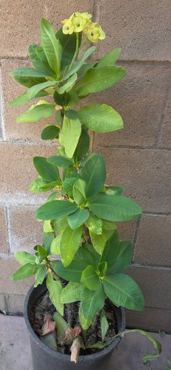 Corona De Cristo Plant