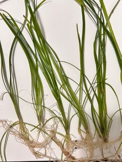Aquarium plants
