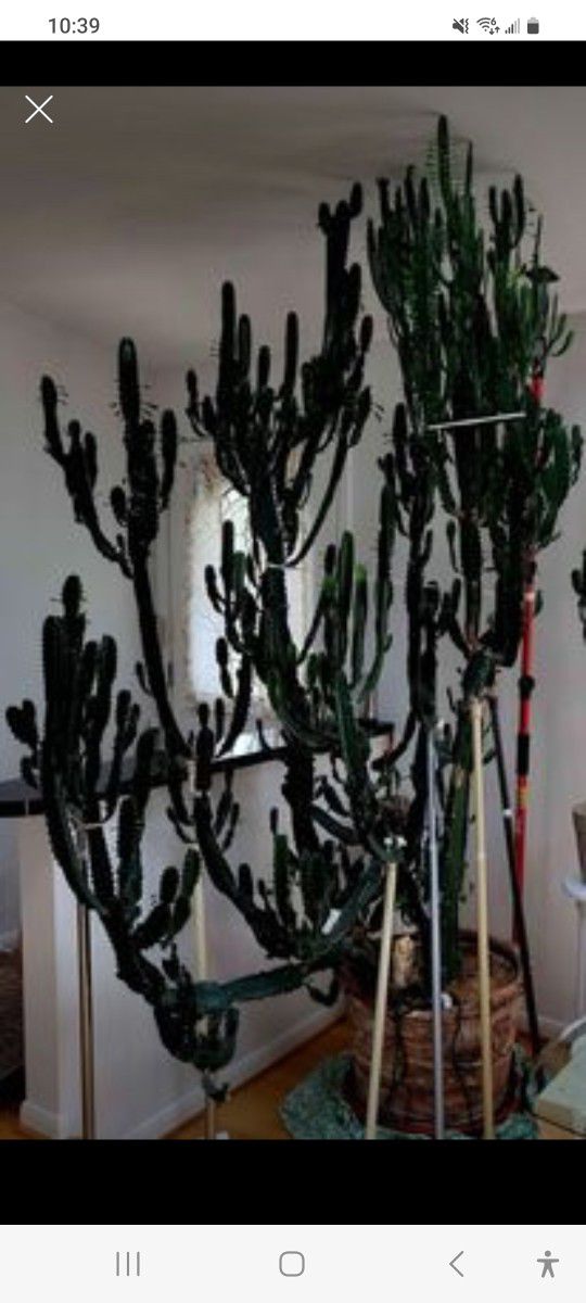 33" Live Healthy rooted Euphorbia Trigona Candelabra Cactus