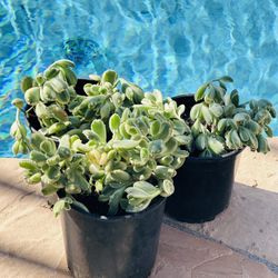 Bear's Paw' succulent