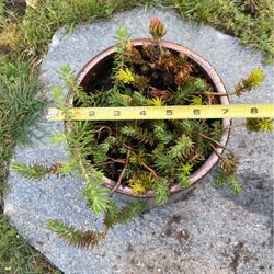 Sedum Succulent Garden Display In Attractive Ceramic Pot 